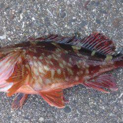 今年最後の釣り