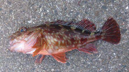 今年最後の釣り