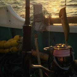 紋甲イカ&金フグ