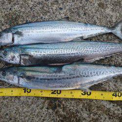 今年最後の釣り