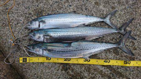 今年最後の釣り