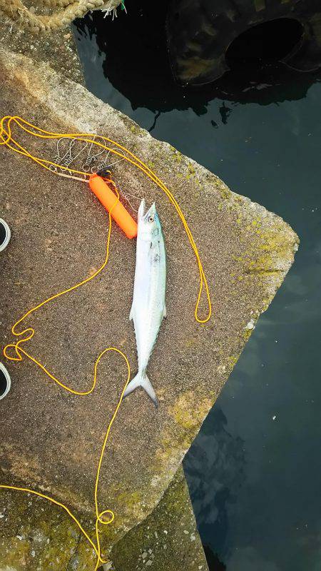 やっぱりサゴシ