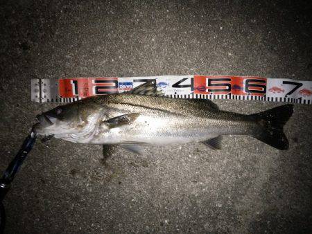 サヨリパターンのシーバス攻略