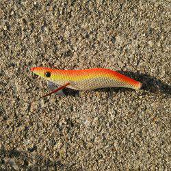 釣りはしやすい…