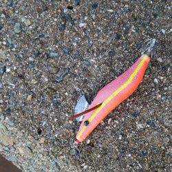 後悔が残る釣行