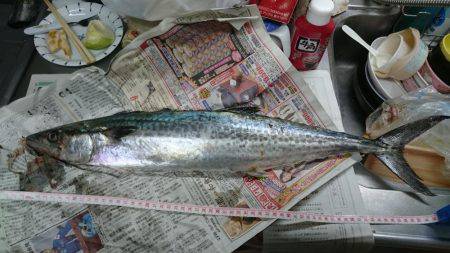 クリスマスサゴにゃん