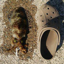 今年最後の釣り