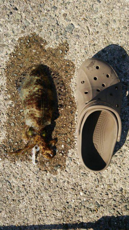 今年最後の釣り