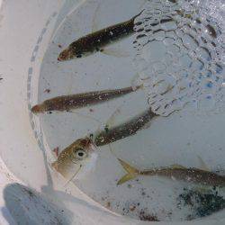 今年最後の新島