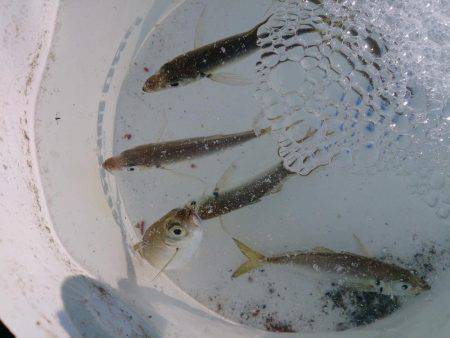 今年最後の新島