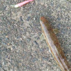 太刀魚ではなく…