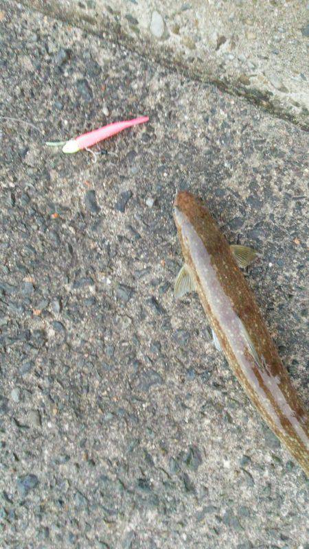 太刀魚ではなく…