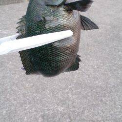 サヨリ狙いのはずが、、、