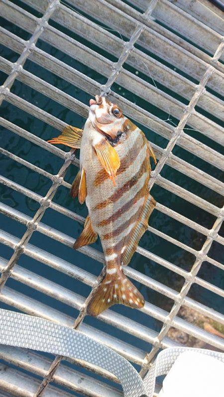 初下津ピアーランド