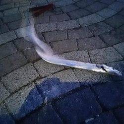 朝は春木ベランダで夜はとっとパークでタチウオ