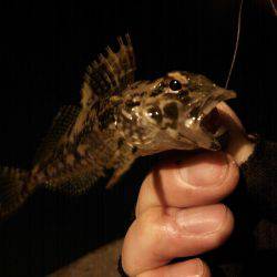 丸石港で雑魚釣り