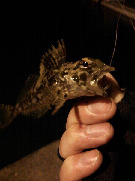 丸石港で雑魚釣り