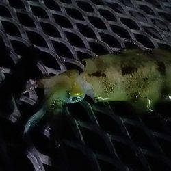 アジの泳がせ釣りでアオリイカ2杯GET