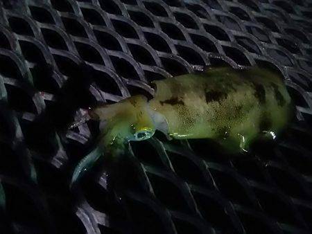 アジの泳がせ釣りでアオリイカ2杯GET