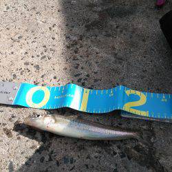 井口港でちょい投げに良型キス