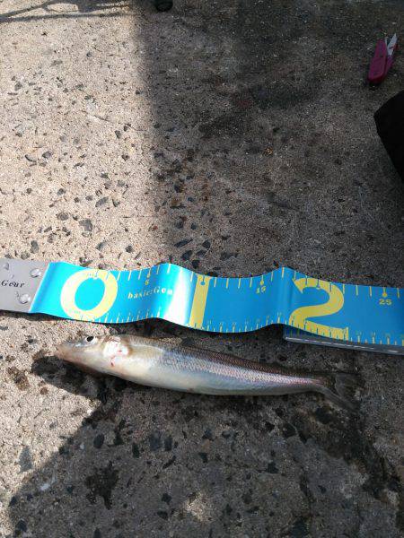 井口港でちょい投げに良型キス