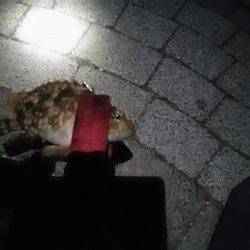 春木ベランダでタチウオ仕掛けにガッシー