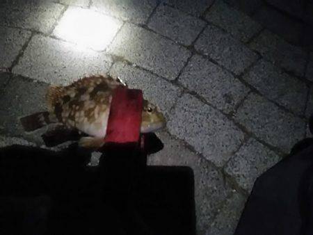 春木ベランダでタチウオ仕掛けにガッシー