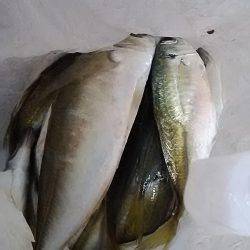 小アジ快調に釣れます