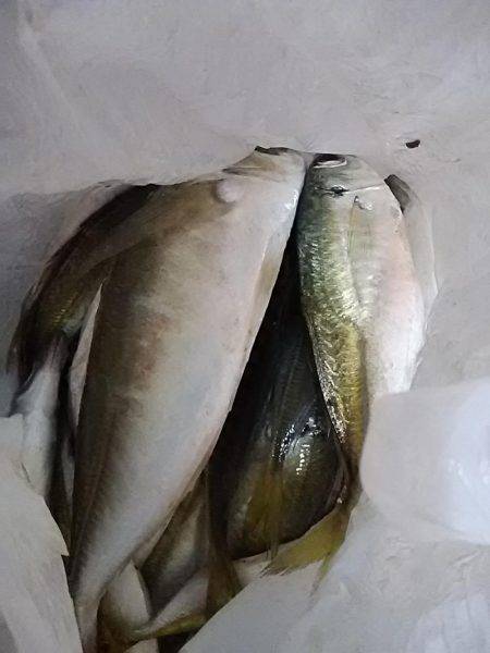 小アジ快調に釣れます