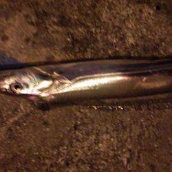 シーバスで太刀魚を釣る