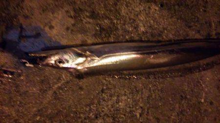 シーバスで太刀魚を釣る