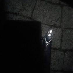 春木ベランダでタチウオ&ガシラ