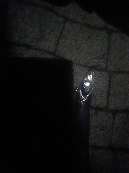 春木ベランダでタチウオ&ガシラ