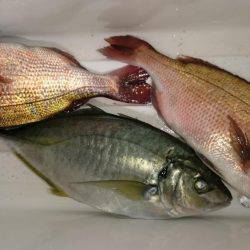 久しぶりに海上釣り堀