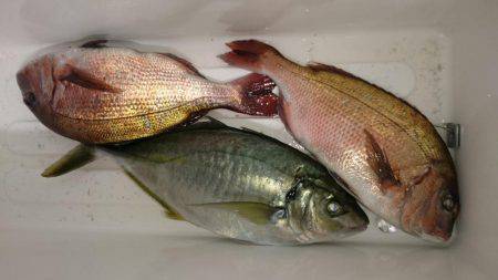 久しぶりに海上釣り堀