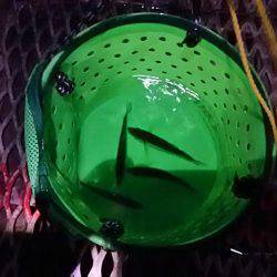 小アジ夕方じあいに入れ食い