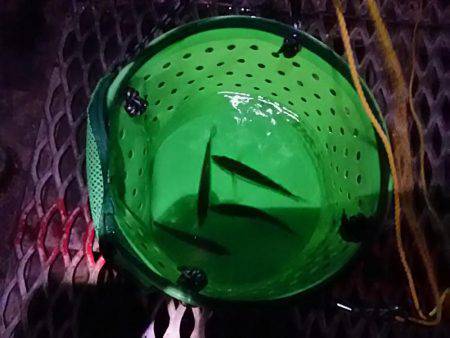 小アジ夕方じあいに入れ食い