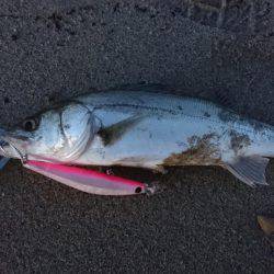 サーフシーバス