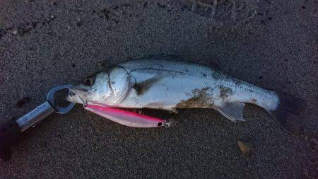 サーフシーバス