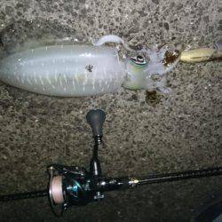 アオリイカ探して