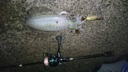 アオリイカ探して