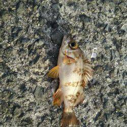 日中にまったりと