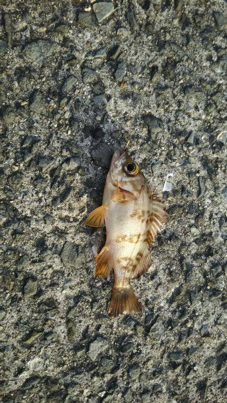 日中にまったりと