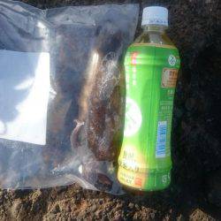 朝まずめ狙いでのアオリイカ