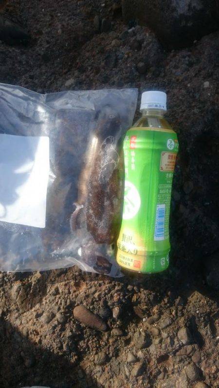 朝まずめ狙いでのアオリイカ