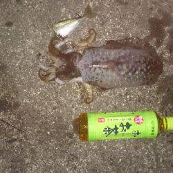 夜中から朝まずめまで