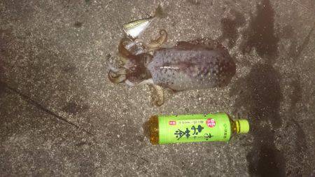 夜中から朝まずめまで