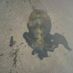 夕方まずめ狙いで！