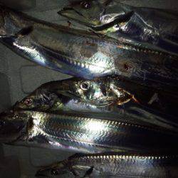 時合いなく前半のみ