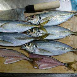 敦賀アジングゲーム